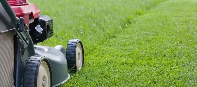 Lawn Maintenance