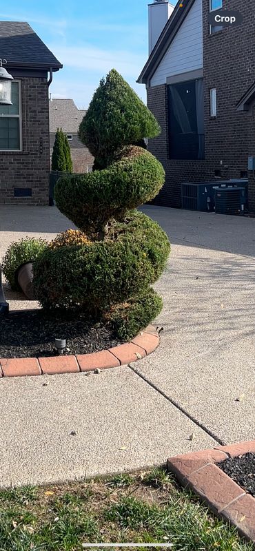 Shrub Trim