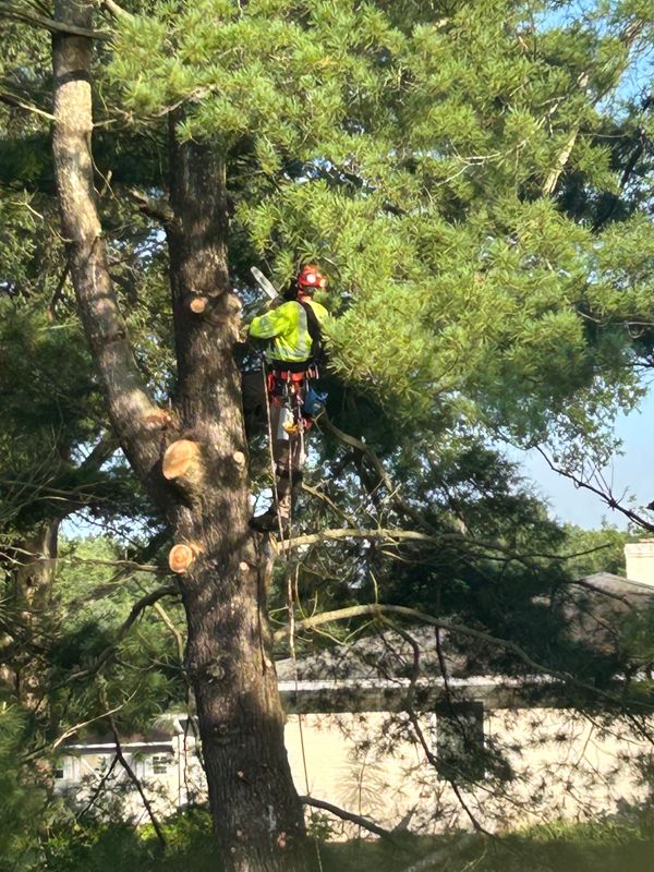 Tree Removal & Limbing 