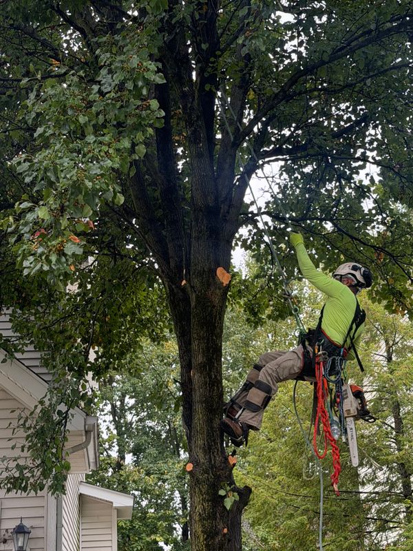 Tree Service