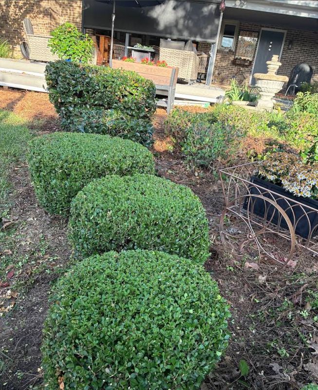 Tree and Shrub Care