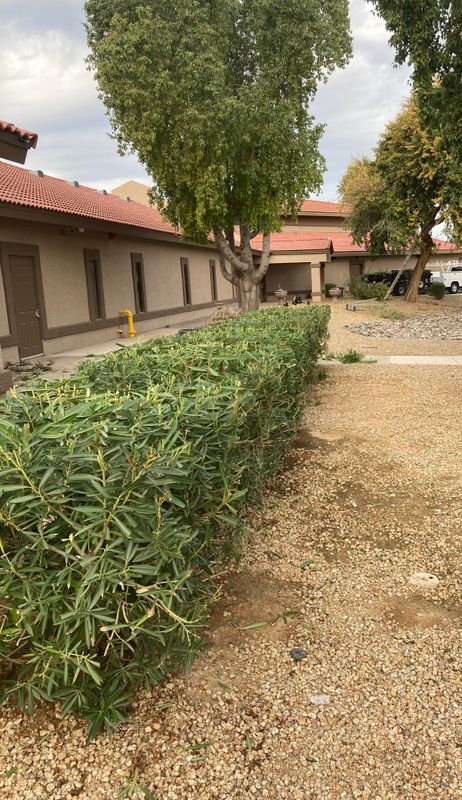 Shrub Trimming