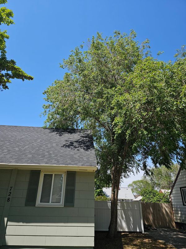 Tree Removal gallery