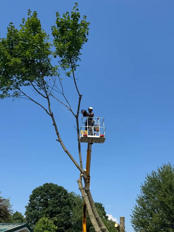 Tree Trimming