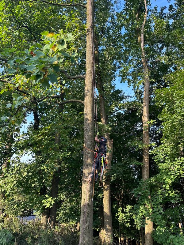 Tree Removal gallery