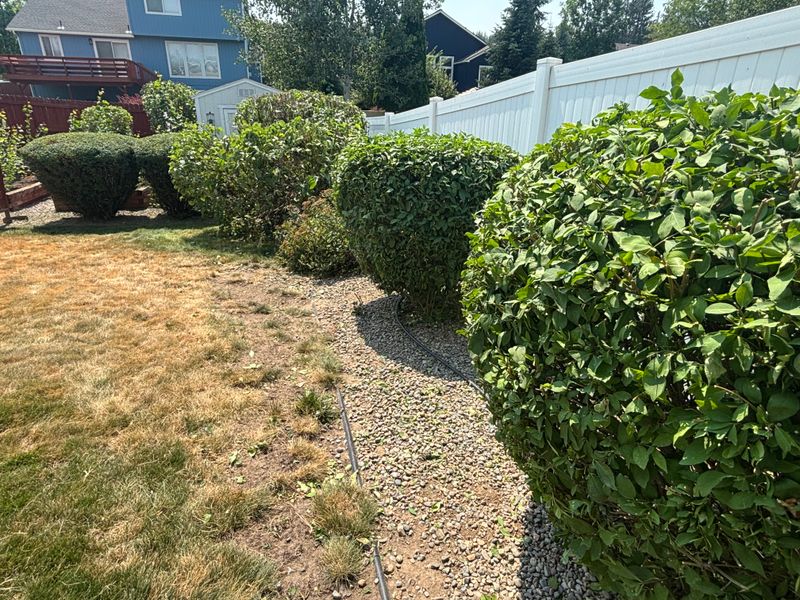 Tree and Shrub Care