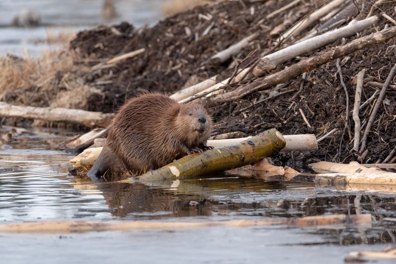 Beaver trapping