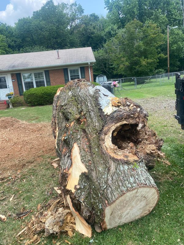 Tree Removal gallery