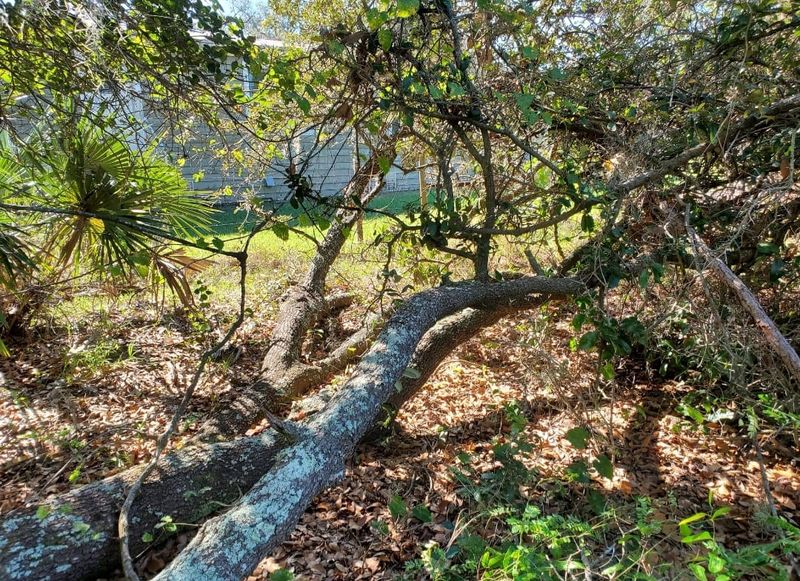 Tree Removal