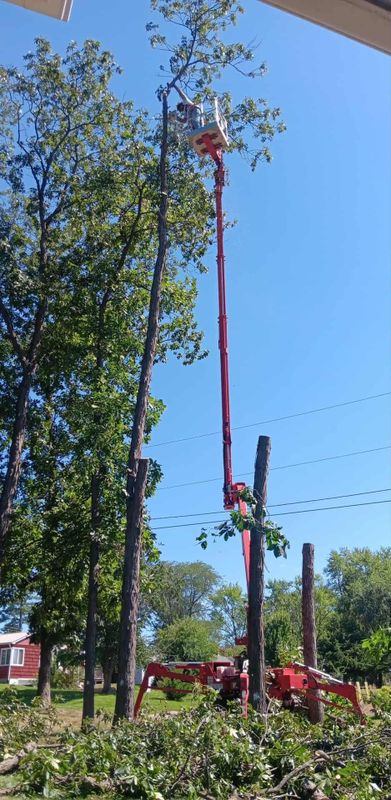 Tree Trimming