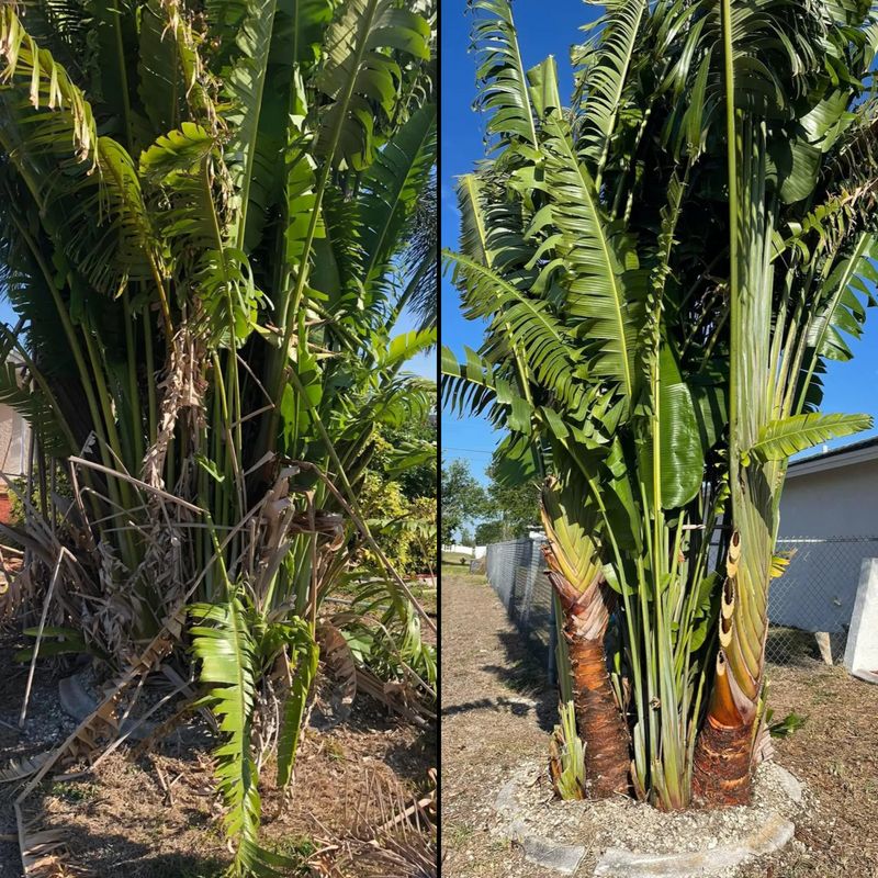 Trimming and pruning