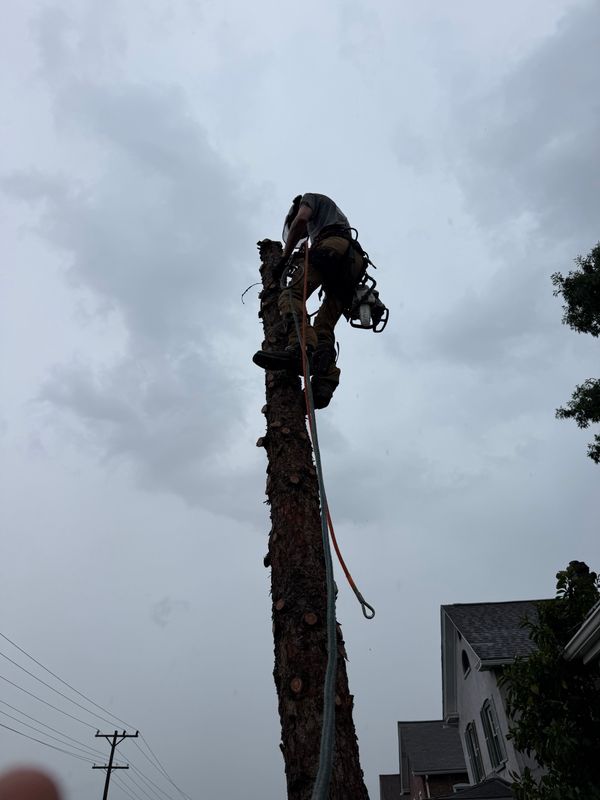 Tree Removal
