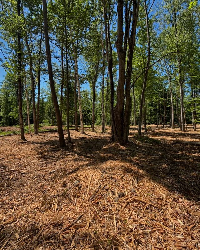 Forestry Mulching