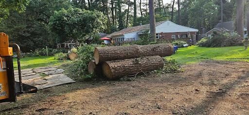 Tree Removal