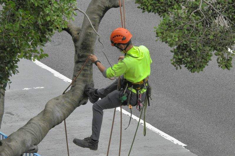 Tree Trimming & Removal