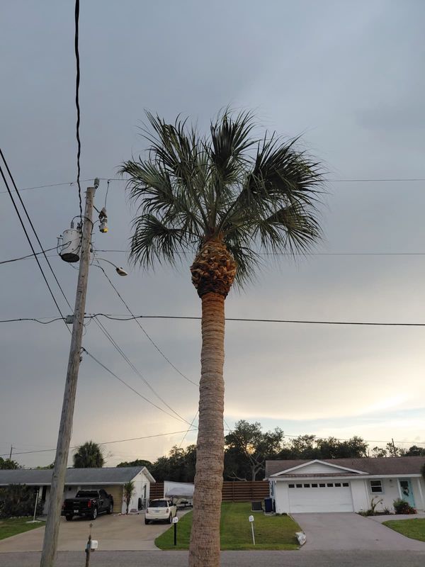 Tree Trimming