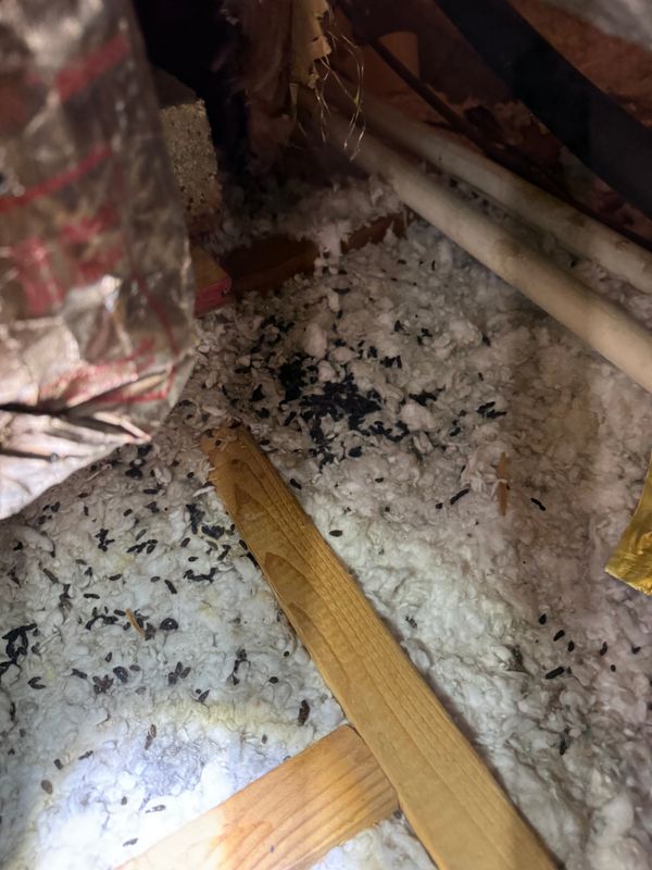Rodent Removal and Sealing
