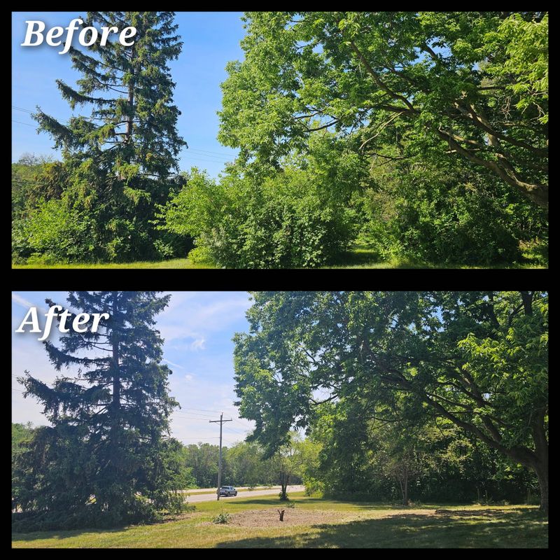 Tree Removal