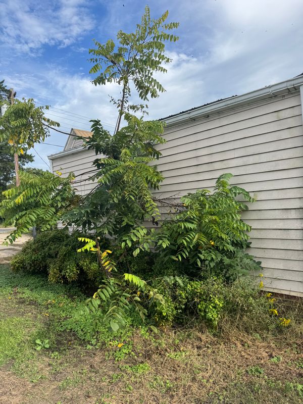 Yard Cleanup gallery