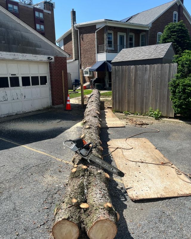 Tree Removal gallery