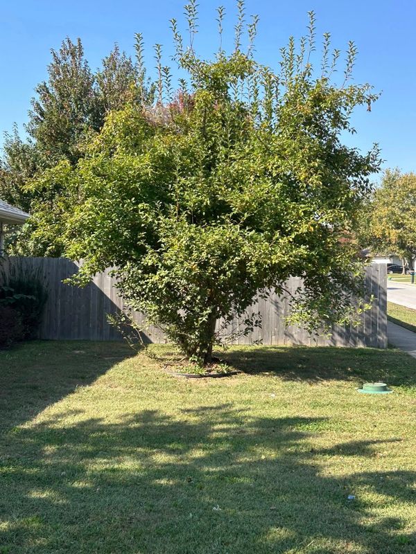 Tree & Shrub Care