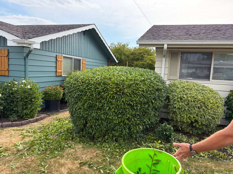 Hedge Trimming