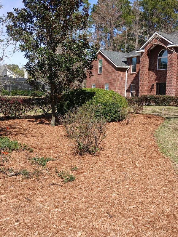 Shrub Trimming