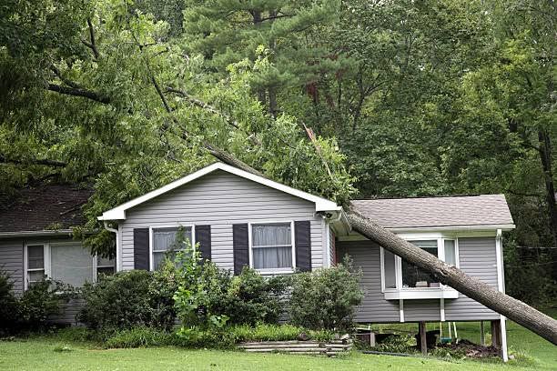 Emergency Tree Services