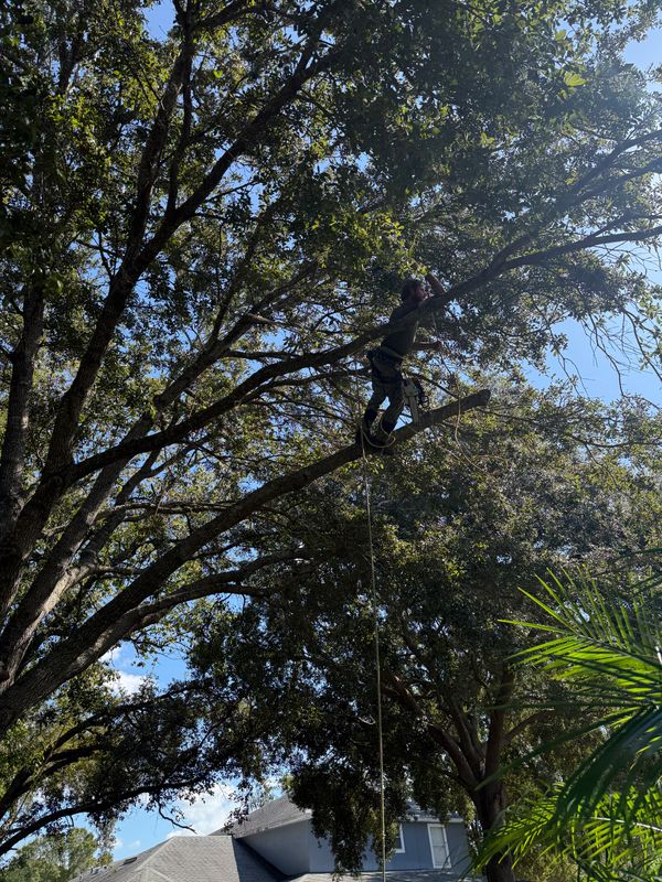 Tree Pruning