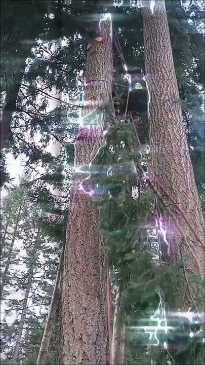 Tree Trimming