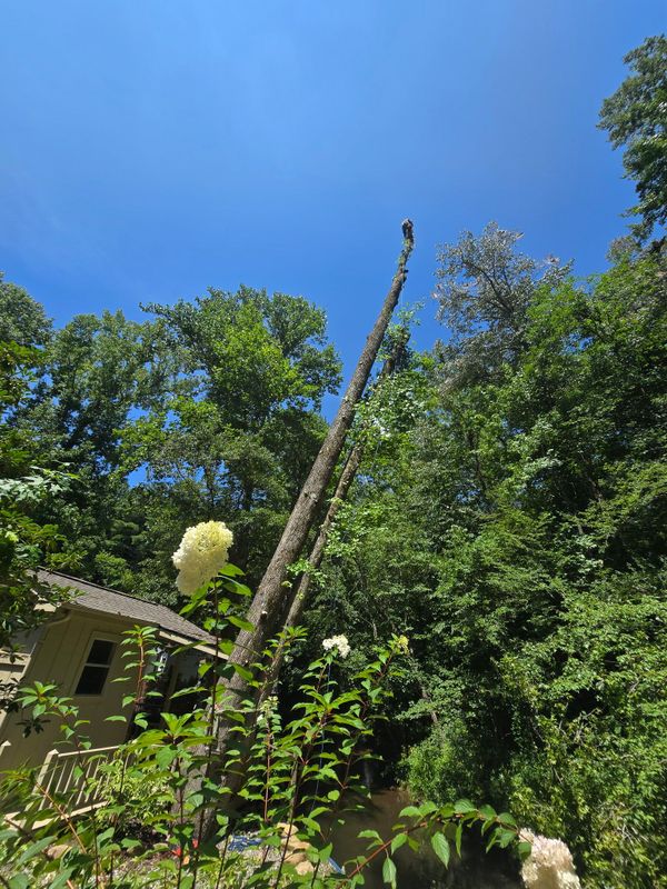 Tree Trimming & Removal