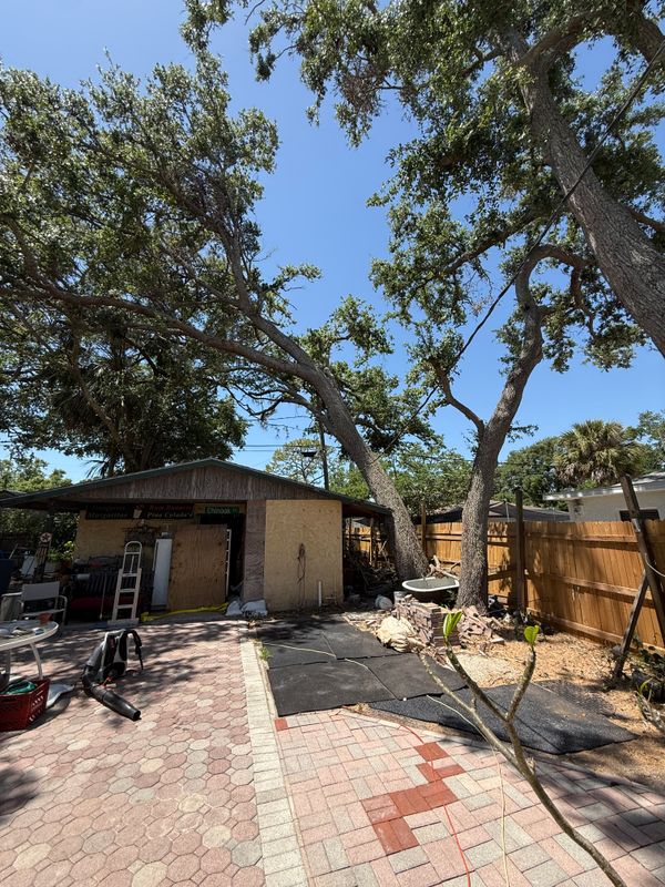 Tree Removal