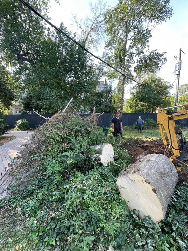 Tree Removal
