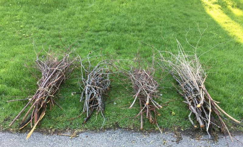 Brush Clearing