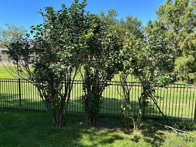 Shrub Trimming