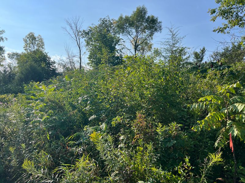 Forestry mulching