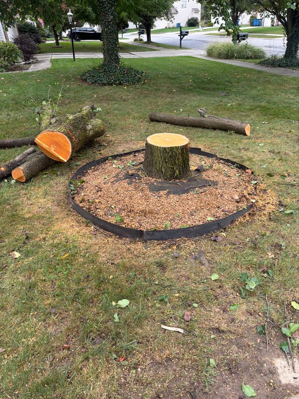 Tree Service