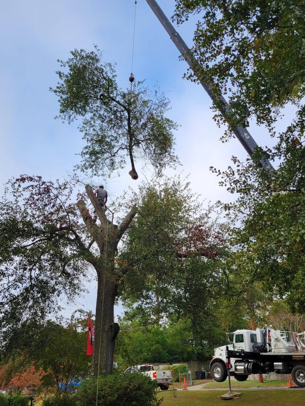 Tree Removal