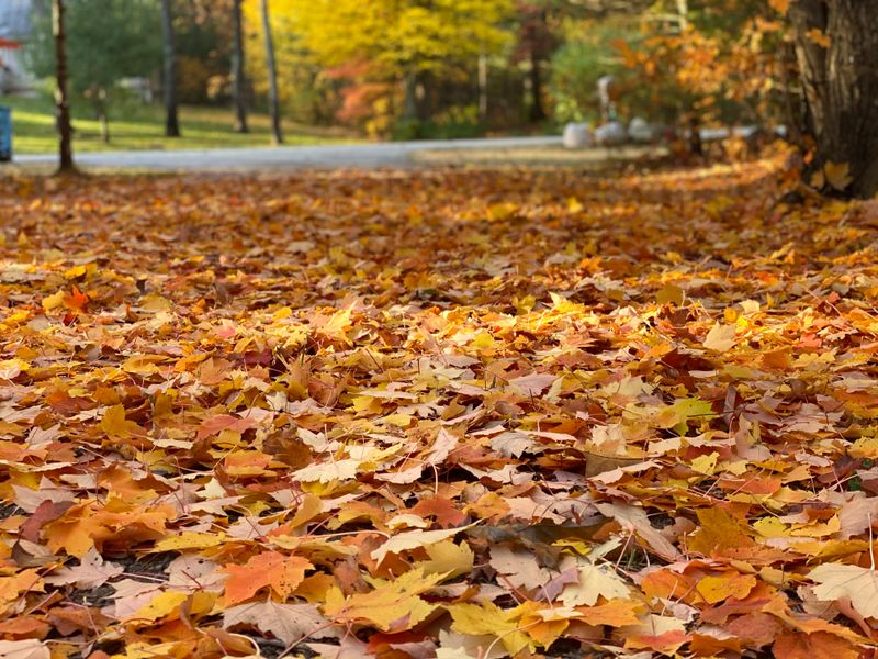 Leaf Removal