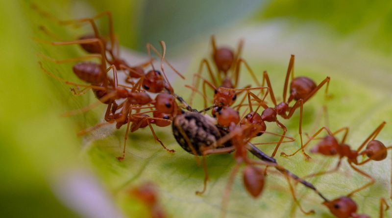 Fire Ant Control