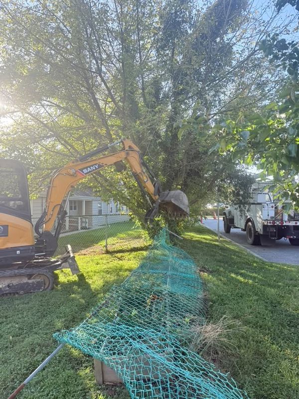 Tree Removal