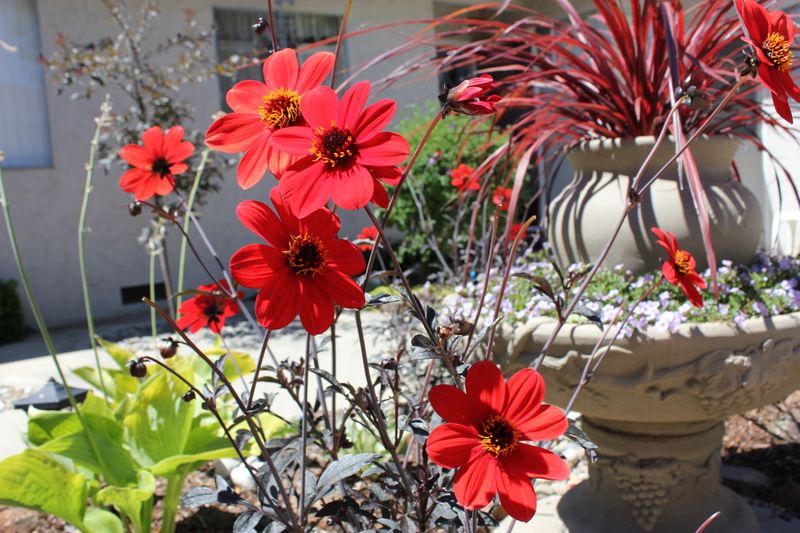 Themed Horticultural Designs