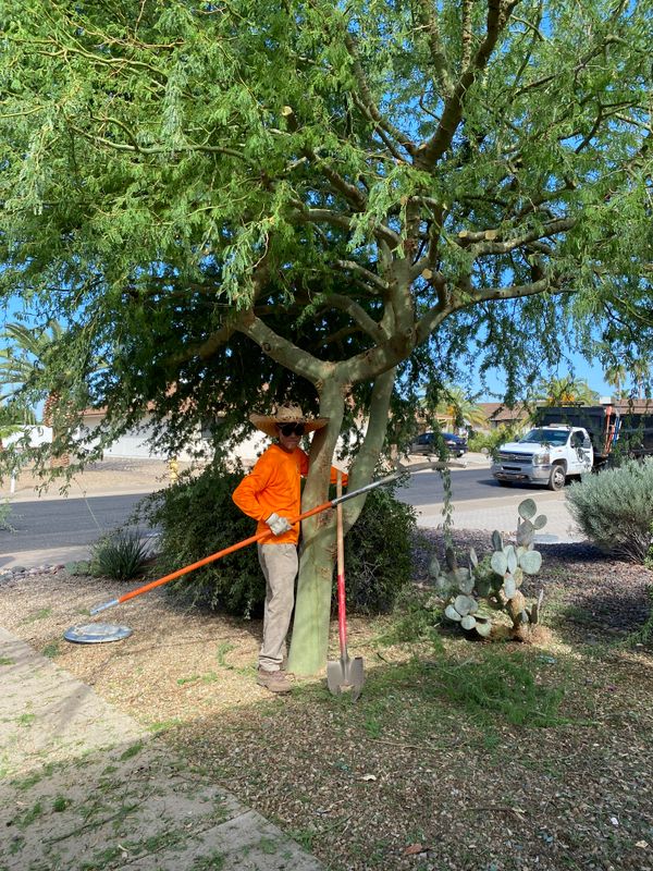 Trimming & Pruning Services