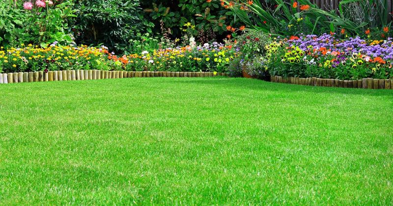 Lawn Aeration