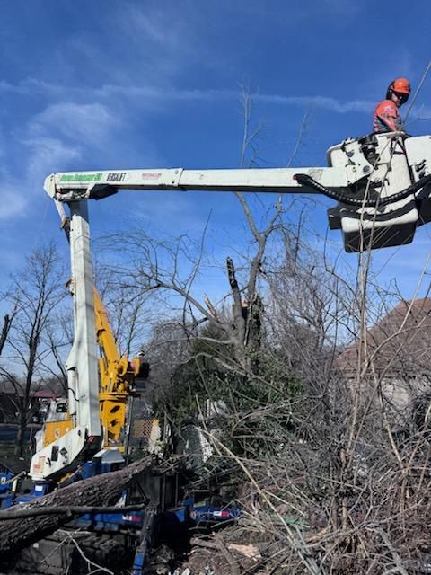 Tree Removal