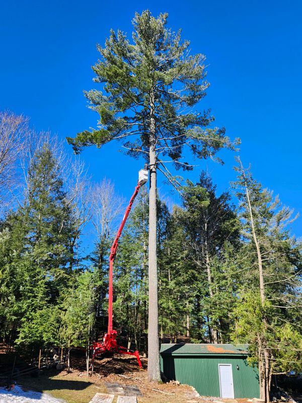 Tree Removal