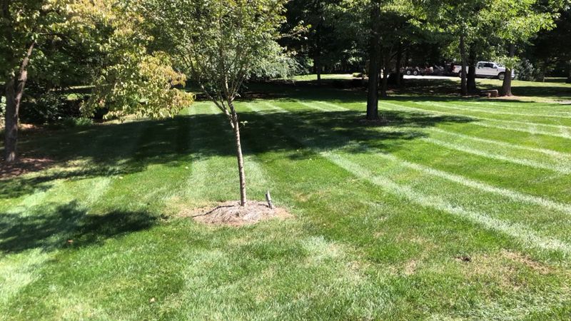 Lawn Care