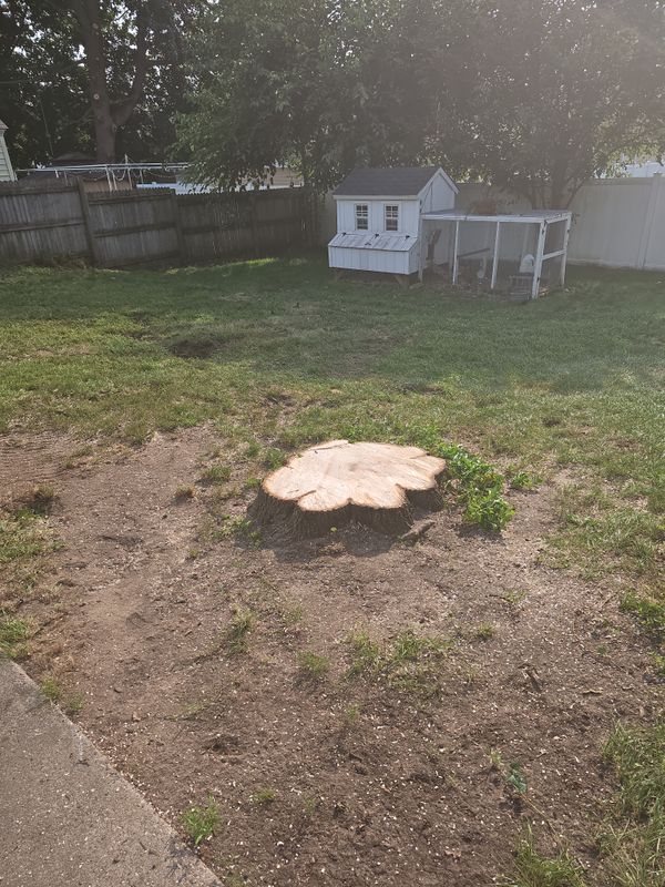 Tree Removal