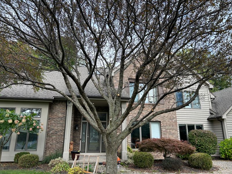 Tree trimming