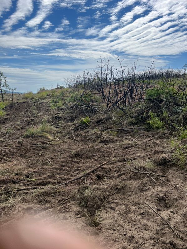Land clearing 